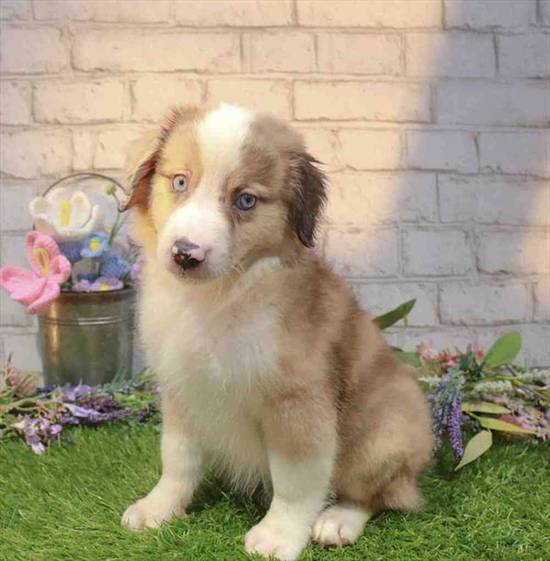Australian Shepherd