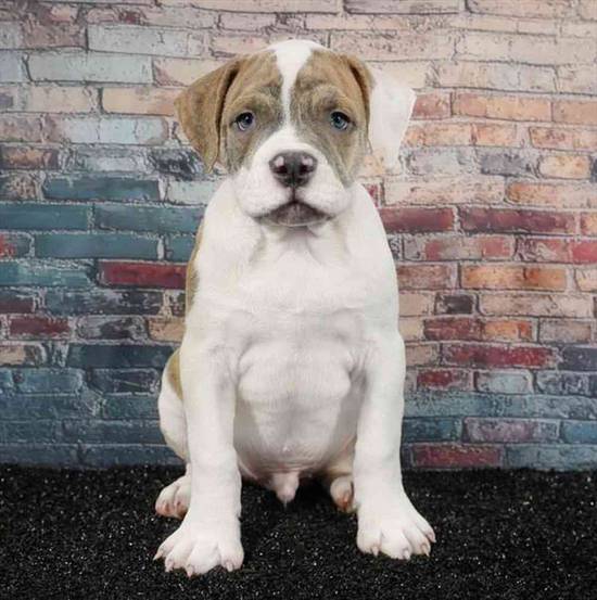 Olde Bulldog