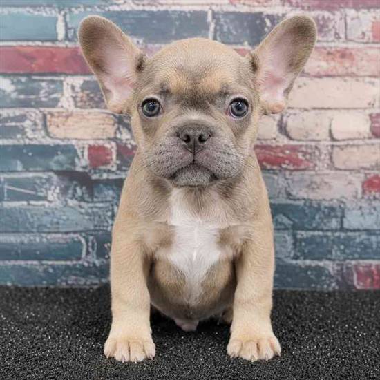 French Bulldog