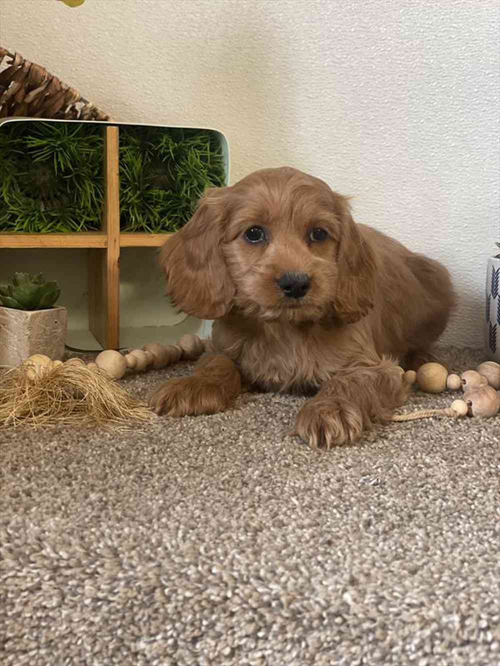 carousel pet images