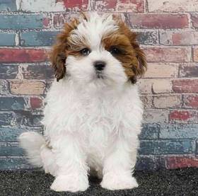 Shizapoo