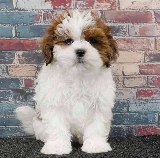Shizapoo