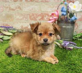 PomChi