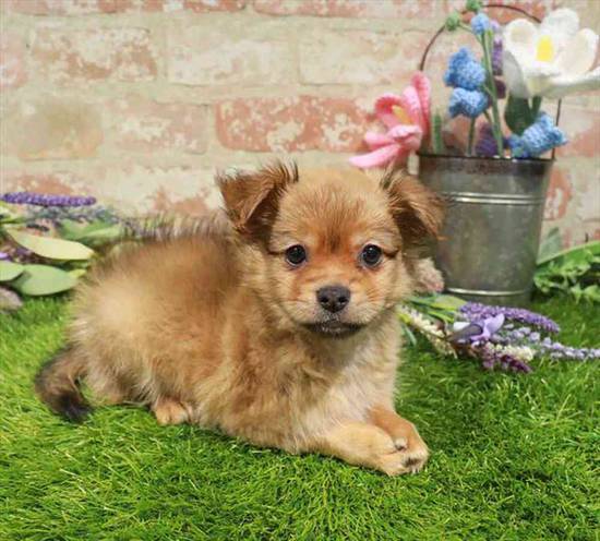 PomChi