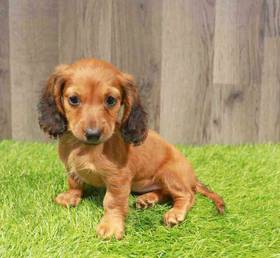 Dachshund