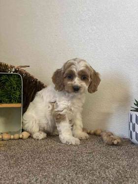 Cockapoo