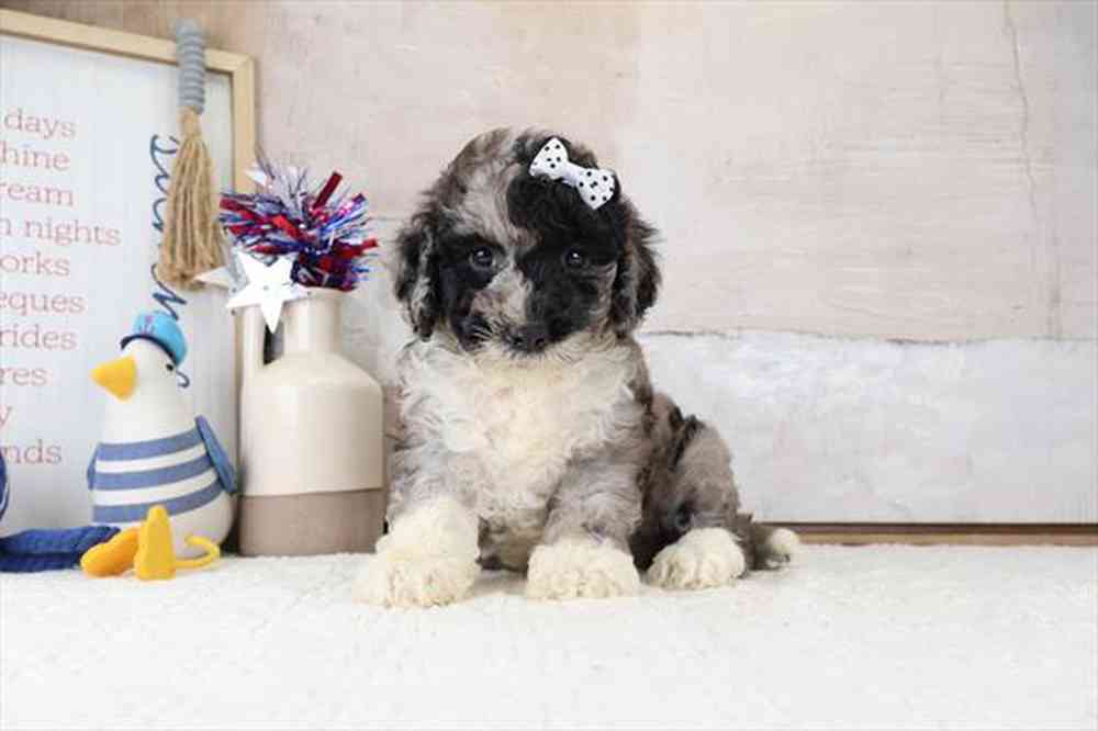 carousel pet images