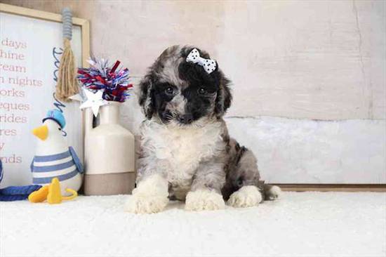 Mini Bernardadoodle