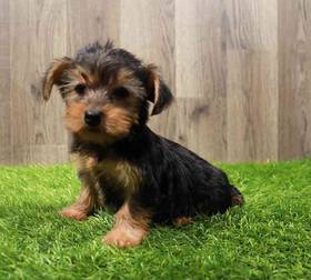 Yorkie