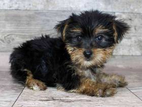 Yorkie