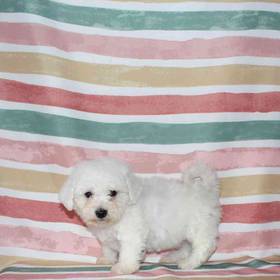 Bichon
