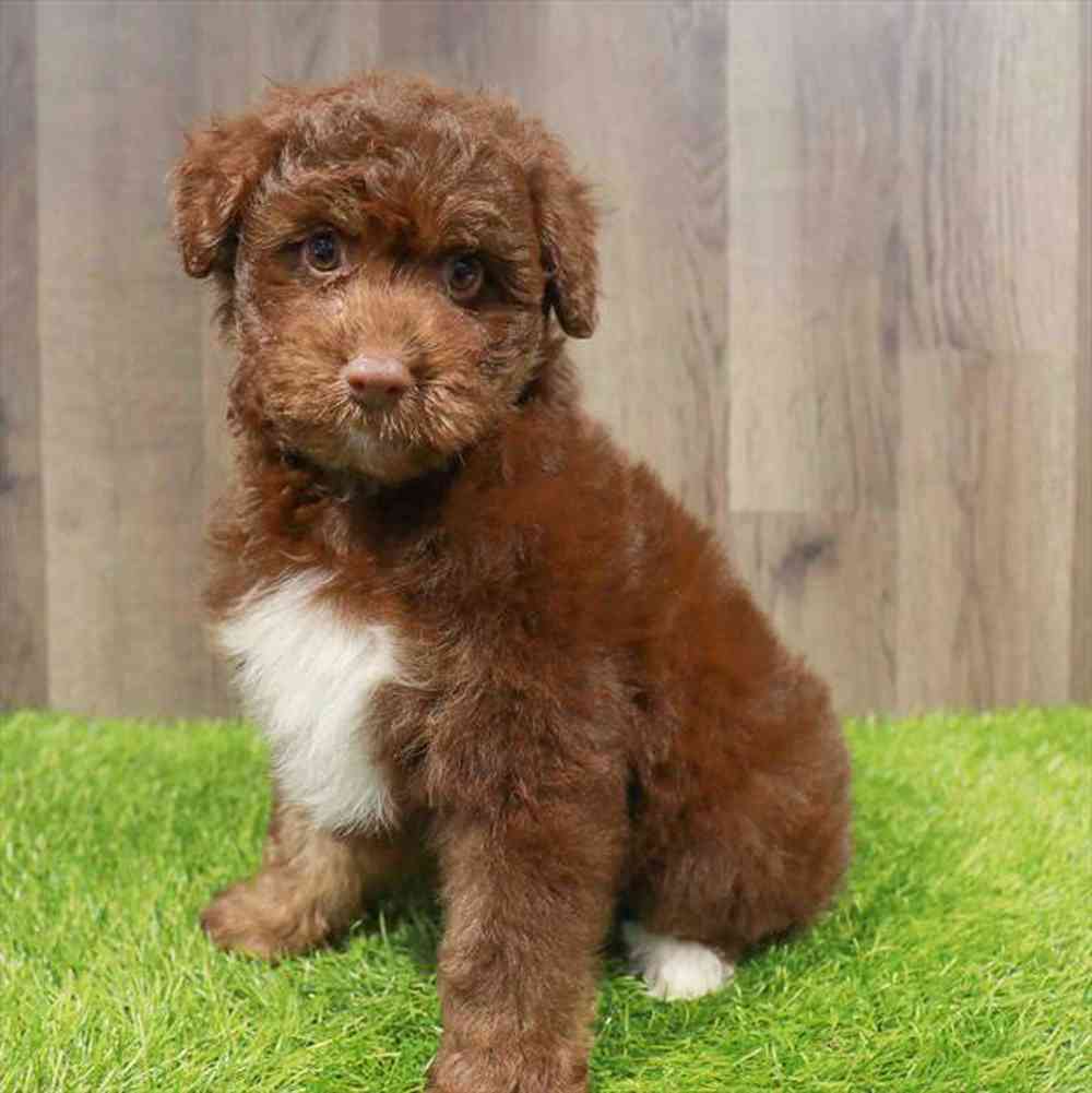 Image of a pet breed in the gallery