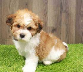 Havanese-Shih Tzu
