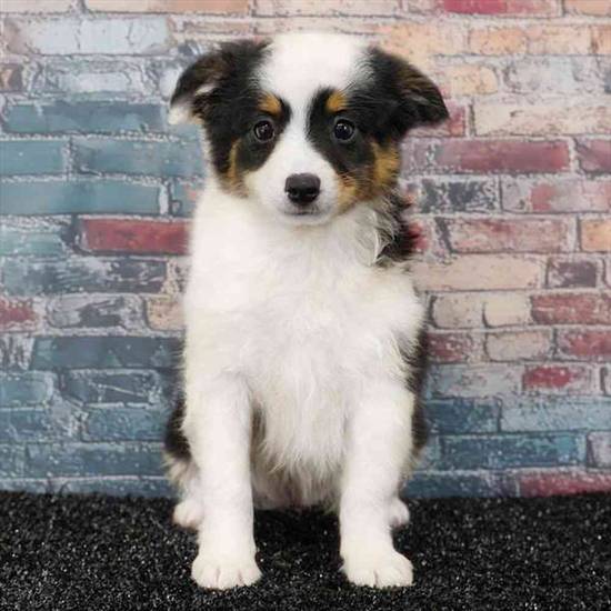 Miniature Australian Shepherd