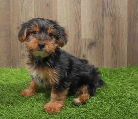 Yorkie