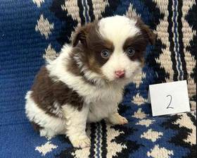 Miniature Australian Shepherd