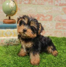 Yorkie