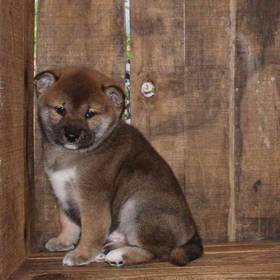 Shiba Inu