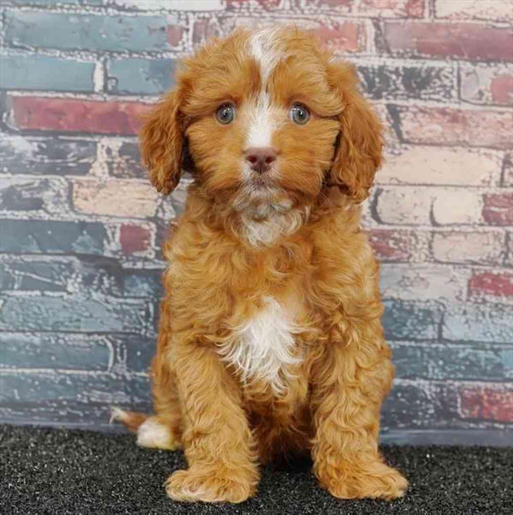 Image of a pet breed in the gallery