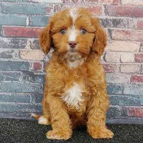 Cavapoo