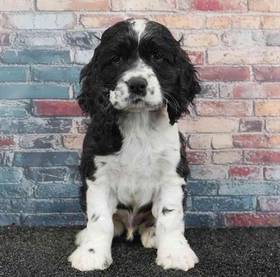 Cocker Spaniel