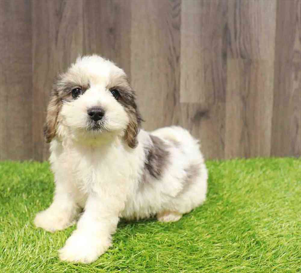 Image of a pet breed in the gallery