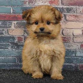 Pom-A-Poo