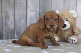 Dachshund
