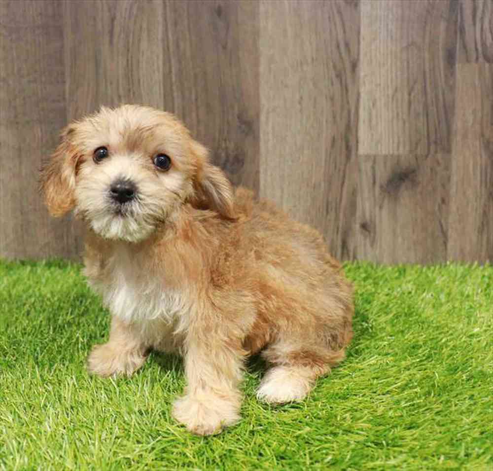 Image of a pet breed in the gallery
