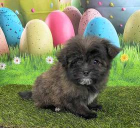 Pom-A-Poo
