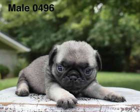 Pug