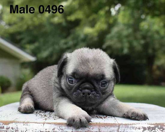 Pug
