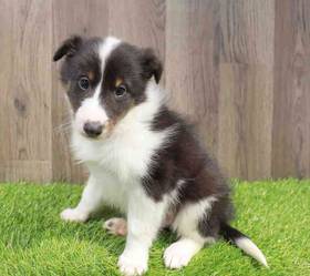 Sheltie