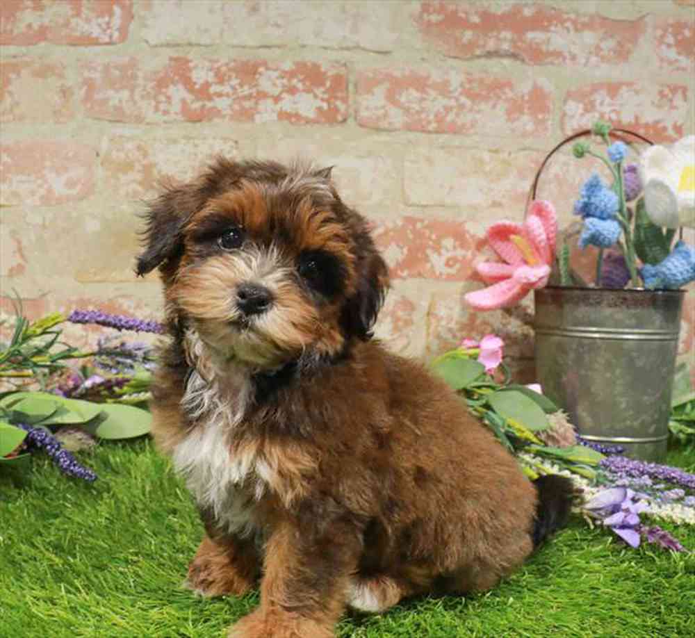 carousel pet images
