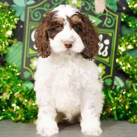 Cockapoo