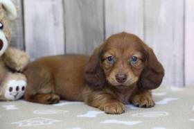 Dachshund