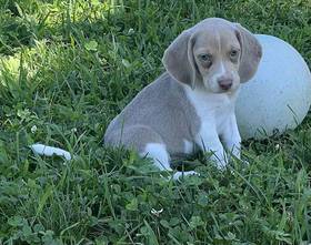 Beagle