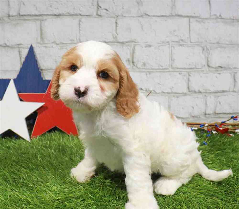 Image of a pet breed in the gallery