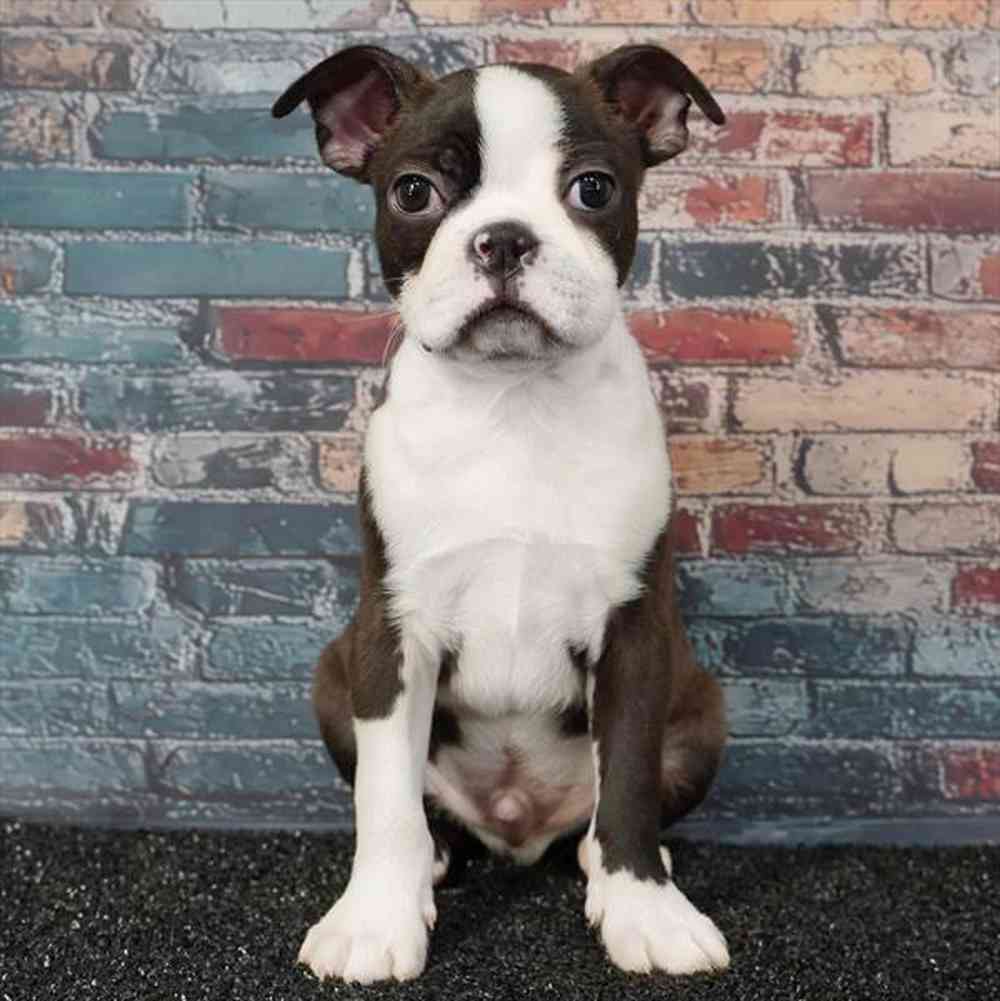 Image of a pet breed in the gallery