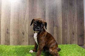 Boxer