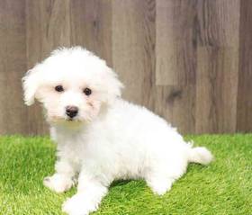 Bichon
