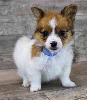 Papillon