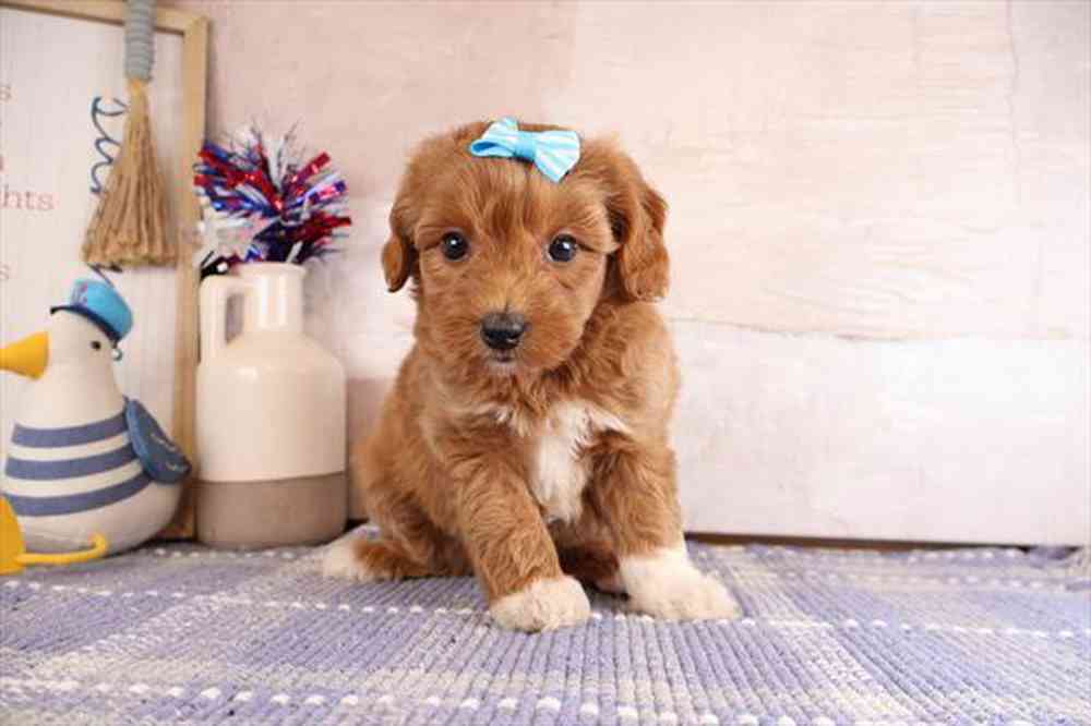 carousel pet images