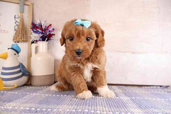 Aussiedoodle