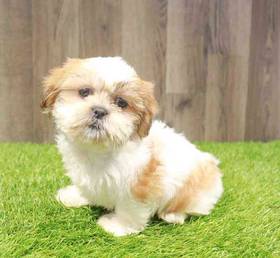 Shih Tzu