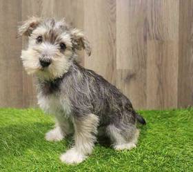 Mini Schnauzer