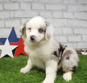 Australian Shepherd