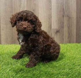 Cockapoo