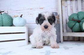 Schnoodle