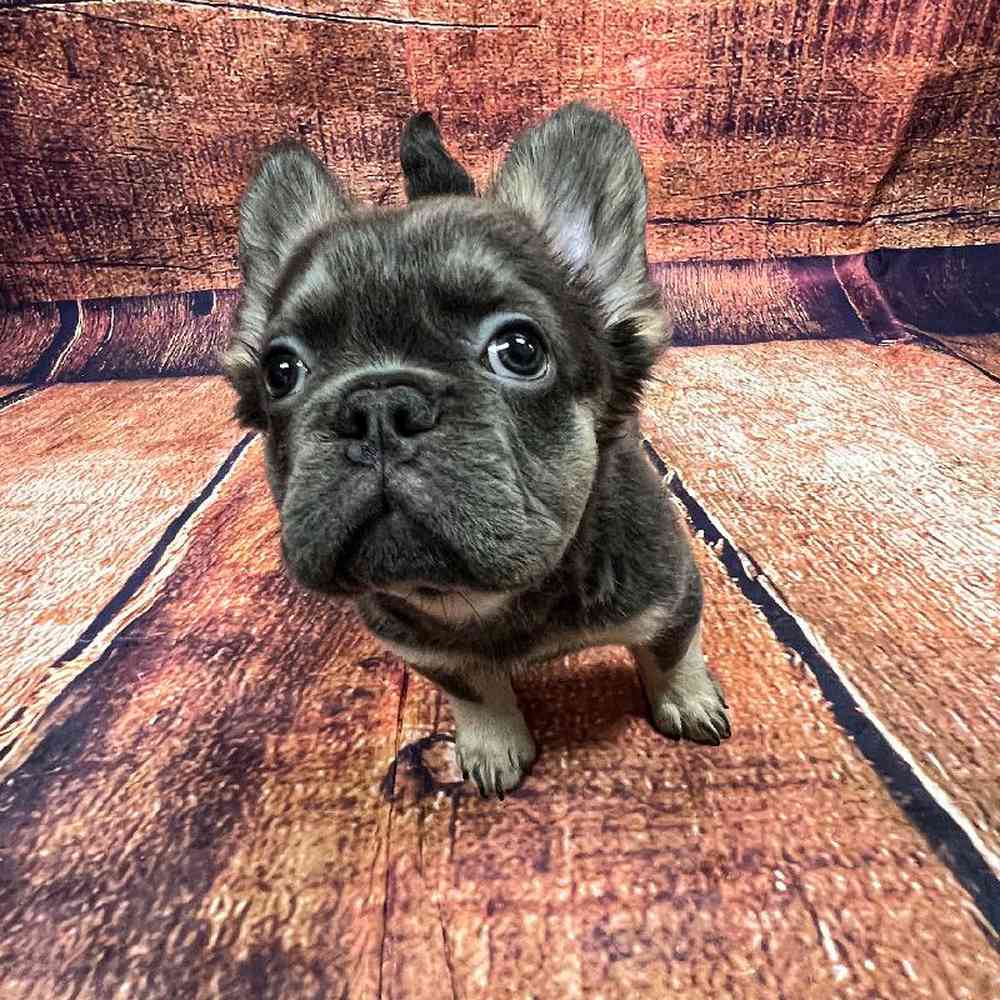 Image of a pet breed in the gallery